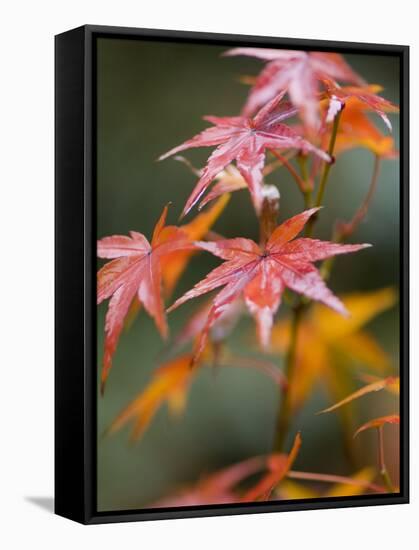 Maple Leaves, Kyoto, Kansai, Honshu, Japan-Schlenker Jochen-Framed Stretched Canvas