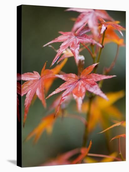 Maple Leaves, Kyoto, Kansai, Honshu, Japan-Schlenker Jochen-Stretched Canvas