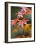 Maple Leaves, Kyoto, Kansai, Honshu, Japan-Schlenker Jochen-Framed Photographic Print