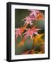 Maple Leaves, Kyoto, Kansai, Honshu, Japan-Schlenker Jochen-Framed Photographic Print