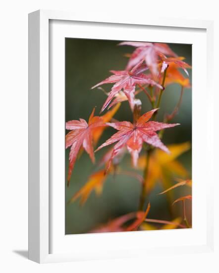 Maple Leaves, Kyoto, Kansai, Honshu, Japan-Schlenker Jochen-Framed Photographic Print