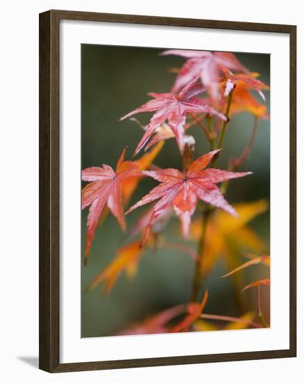 Maple Leaves, Kyoto, Kansai, Honshu, Japan-Schlenker Jochen-Framed Photographic Print