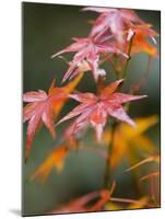 Maple Leaves, Kyoto, Kansai, Honshu, Japan-Schlenker Jochen-Mounted Photographic Print