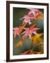 Maple Leaves, Kyoto, Kansai, Honshu, Japan-Schlenker Jochen-Framed Photographic Print