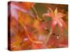 Maple Leaves, Kyoto, Kansai, Honshu, Japan-Schlenker Jochen-Stretched Canvas