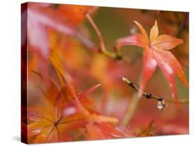 Maple Leaves, Kyoto, Kansai, Honshu, Japan-Schlenker Jochen-Stretched Canvas