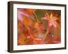 Maple Leaves, Kyoto, Kansai, Honshu, Japan-Schlenker Jochen-Framed Premium Photographic Print