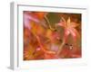 Maple Leaves, Kyoto, Kansai, Honshu, Japan-Schlenker Jochen-Framed Premium Photographic Print