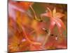 Maple Leaves, Kyoto, Kansai, Honshu, Japan-Schlenker Jochen-Mounted Premium Photographic Print