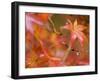 Maple Leaves, Kyoto, Kansai, Honshu, Japan-Schlenker Jochen-Framed Photographic Print