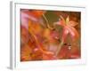 Maple Leaves, Kyoto, Kansai, Honshu, Japan-Schlenker Jochen-Framed Photographic Print