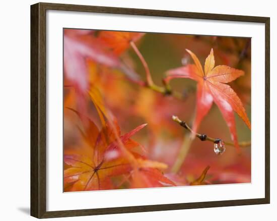 Maple Leaves, Kyoto, Kansai, Honshu, Japan-Schlenker Jochen-Framed Photographic Print