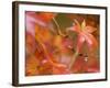 Maple Leaves, Kyoto, Kansai, Honshu, Japan-Schlenker Jochen-Framed Photographic Print