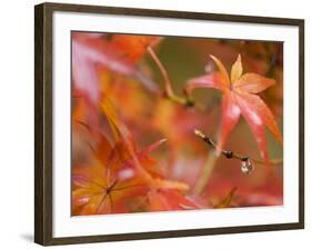 Maple Leaves, Kyoto, Kansai, Honshu, Japan-Schlenker Jochen-Framed Photographic Print