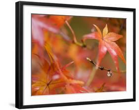 Maple Leaves, Kyoto, Kansai, Honshu, Japan-Schlenker Jochen-Framed Photographic Print