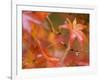 Maple Leaves, Kyoto, Kansai, Honshu, Japan-Schlenker Jochen-Framed Photographic Print