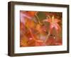 Maple Leaves, Kyoto, Kansai, Honshu, Japan-Schlenker Jochen-Framed Photographic Print