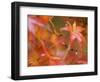 Maple Leaves, Kyoto, Kansai, Honshu, Japan-Schlenker Jochen-Framed Photographic Print