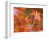 Maple Leaves, Kyoto, Kansai, Honshu, Japan-Schlenker Jochen-Framed Photographic Print