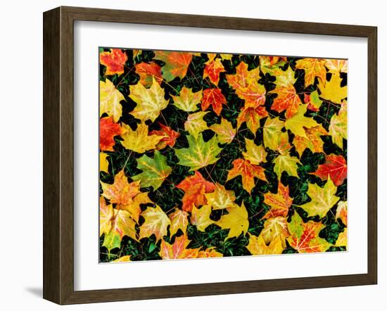 Maple leaves on ground, New York State, USA-null-Framed Photographic Print