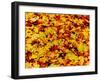 Maple leaves on ground, New York State, USA-null-Framed Photographic Print