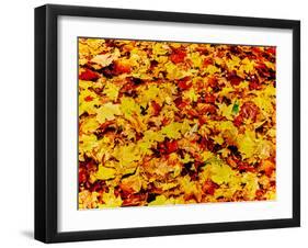 Maple leaves on ground, New York State, USA-null-Framed Photographic Print