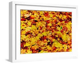 Maple leaves on ground, New York State, USA-null-Framed Photographic Print