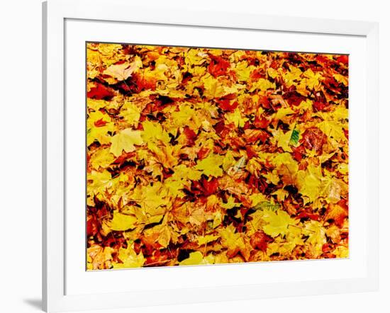 Maple leaves on ground, New York State, USA-null-Framed Photographic Print