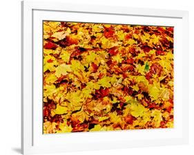 Maple leaves on ground, New York State, USA-null-Framed Photographic Print