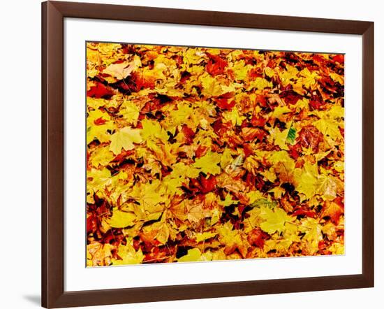 Maple leaves on ground, New York State, USA-null-Framed Photographic Print