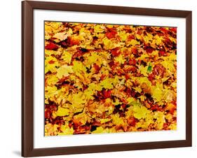 Maple leaves on ground, New York State, USA-null-Framed Photographic Print