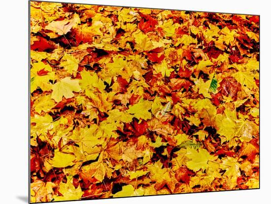 Maple leaves on ground, New York State, USA-null-Mounted Photographic Print