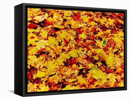 Maple leaves on ground, New York State, USA-null-Framed Stretched Canvas
