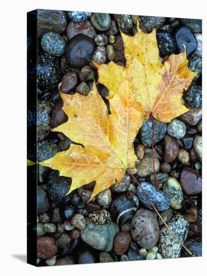 Maple Leaves on Pebble Beach, Lake Superior, Pictured Rocks National Lakeshore, Michigan, USA-Claudia Adams-Stretched Canvas