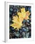 Maple Leaves on Pebble Beach, Lake Superior, Pictured Rocks National Lakeshore, Michigan, USA-Claudia Adams-Framed Photographic Print