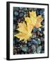 Maple Leaves on Pebble Beach, Lake Superior, Pictured Rocks National Lakeshore, Michigan, USA-Claudia Adams-Framed Photographic Print