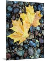 Maple Leaves on Pebble Beach, Lake Superior, Pictured Rocks National Lakeshore, Michigan, USA-Claudia Adams-Mounted Photographic Print