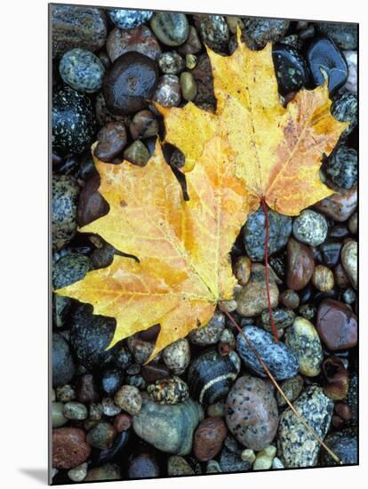 Maple Leaves on Pebble Beach, Lake Superior, Pictured Rocks National Lakeshore, Michigan, USA-Claudia Adams-Mounted Photographic Print