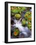 Maple Leaves on the Moss-null-Framed Premium Photographic Print