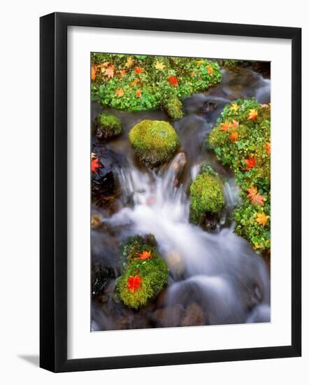 Maple Leaves on the Moss-null-Framed Photographic Print