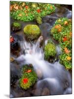 Maple Leaves on the Moss-null-Mounted Photographic Print