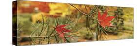 Maple Leaves Stuck on a Pine Tree Branch, Oregon, USA-null-Stretched Canvas