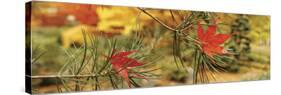 Maple Leaves Stuck on a Pine Tree Branch, Oregon, USA-null-Stretched Canvas
