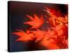 Maple Leaves-null-Stretched Canvas