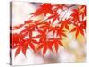 Maple Leaves-null-Stretched Canvas