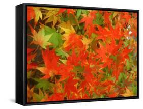 Maple Leaves-null-Framed Stretched Canvas