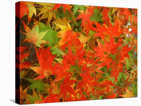 Maple Leaves-null-Stretched Canvas