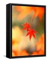 Maple Leaves-null-Framed Stretched Canvas