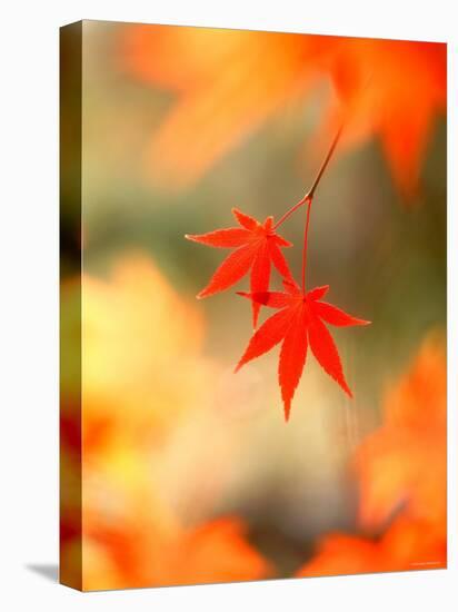 Maple Leaves-null-Stretched Canvas