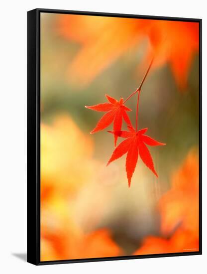 Maple Leaves-null-Framed Stretched Canvas